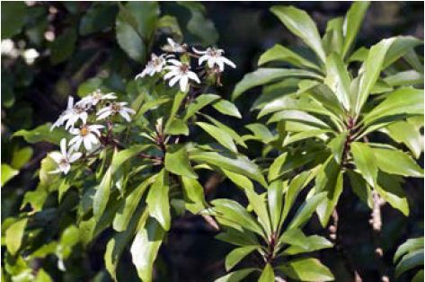 Brachyglottis kirkii