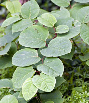 Fallopia japonica