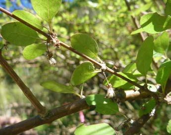 Olearia gardneri