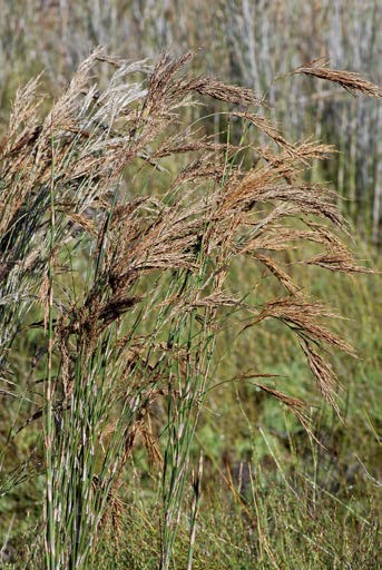 Sporadanthus ferrugineus