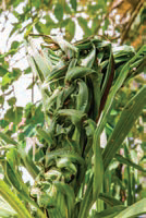 Distorted growth in cabbage trees