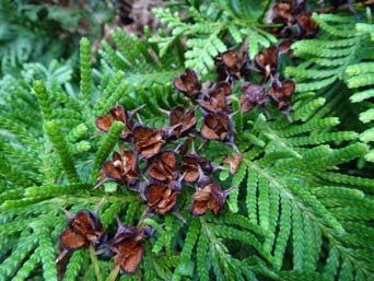 cones of kawaka