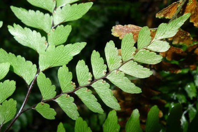 Adiantum viridescens