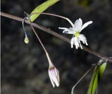 Arthropodium candidum