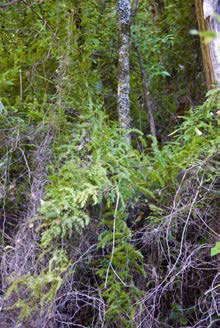 Asparagus scandens