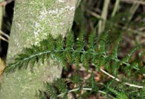 Asplenium gracillimum