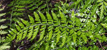 Asplenium lamprophyllum