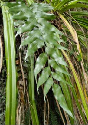 Asplenium lepidotum