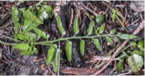 Asplenium lyallii