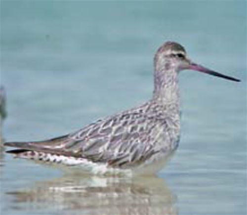 Bar-tailed godwit