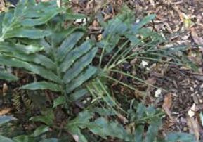 Blechnum colensoi