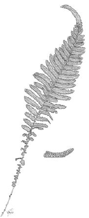 Blechnum parrisiae