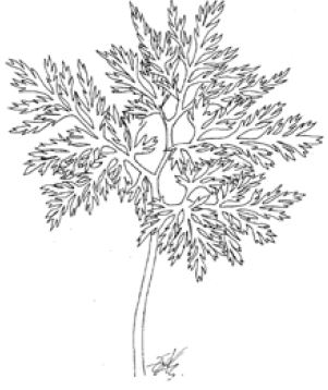 Botrychium australe
