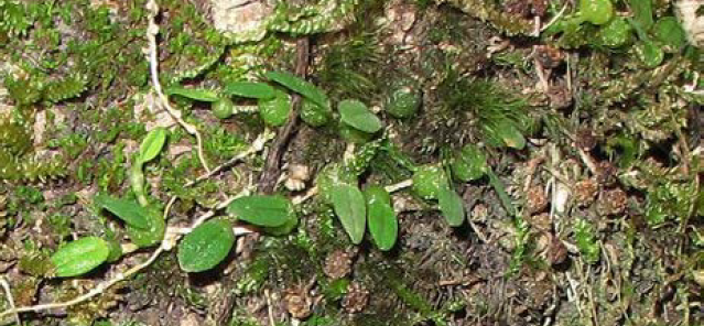 Bulbophyllum pygmaeum