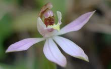 Caladenia variegata