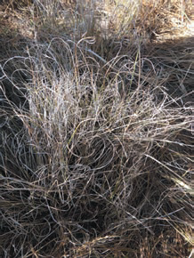 Carex litorosa