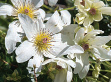 Clematis paniculata