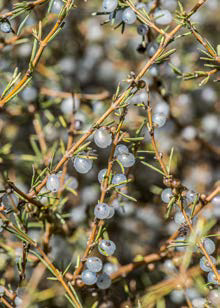 Coprosma acerosa