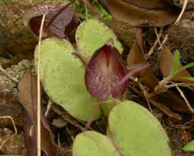 Corybas macranthus