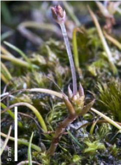 Crassula peduncularis