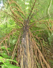 Cyathea cunninghamii