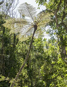 Cyathea cunninghamii