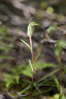 Diplodium alobulum