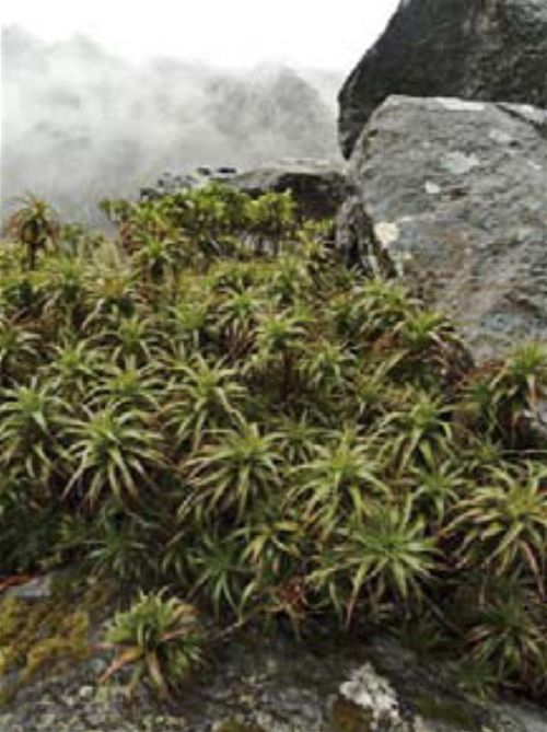 Dracophyllum menziesii