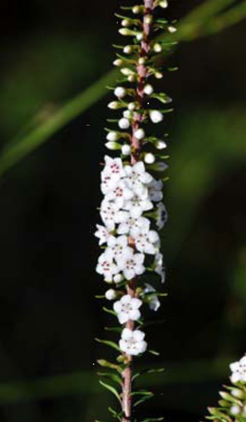 Epacris pauciflora