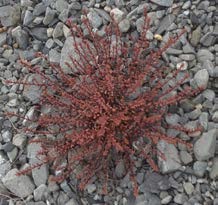 Epilobium melanocaulon