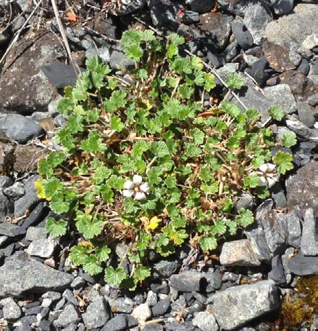 Geranium sessiliflorum