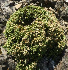 Helichrysum coralloides