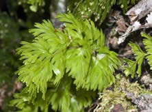 Hymenophyllum flabellatum