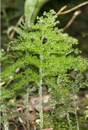 Hymenophyllum flexuosum