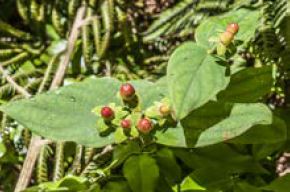 Hypericum androsaemumi