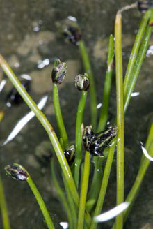 Isolepis cernua