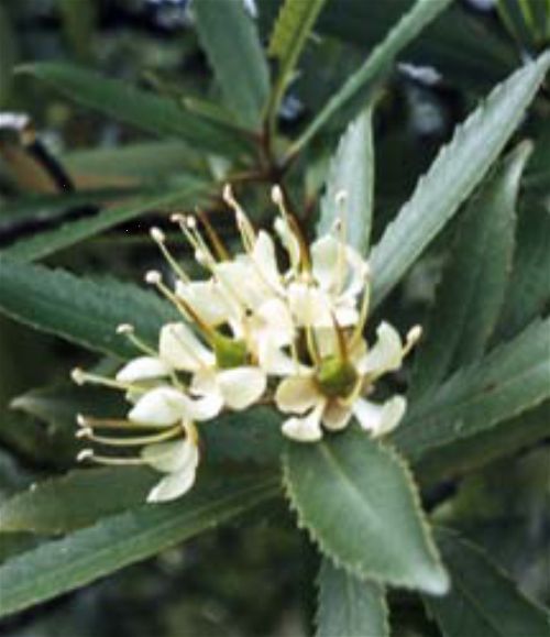 Ixerba brexioides