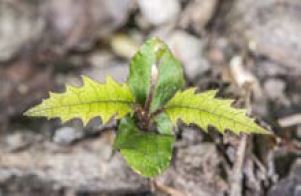 Knightia excelsa