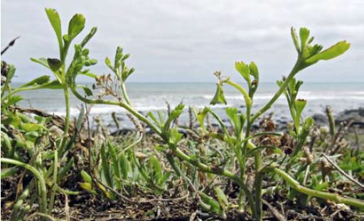 Lepidium flexicaule