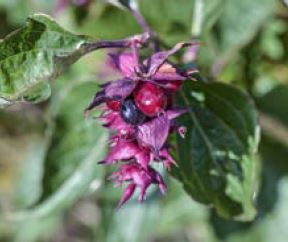 Leycesteria formosa