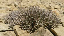 Lignocarpa carnosula