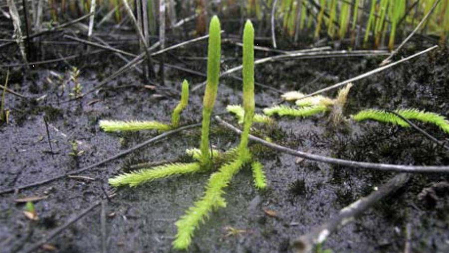 Lycopodiella serpentina