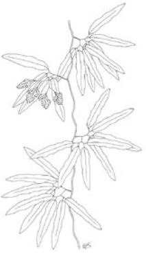 Lygodium articulatum