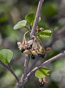 Melicope simplex