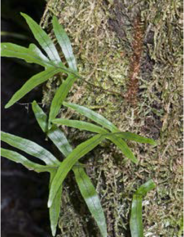 Microsorum novae-zelandiae