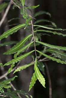 Mida salicifolia