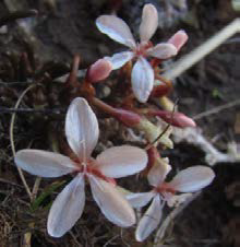 Montia racemosa