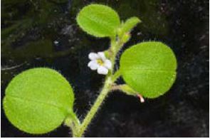 Myosotis spathulata