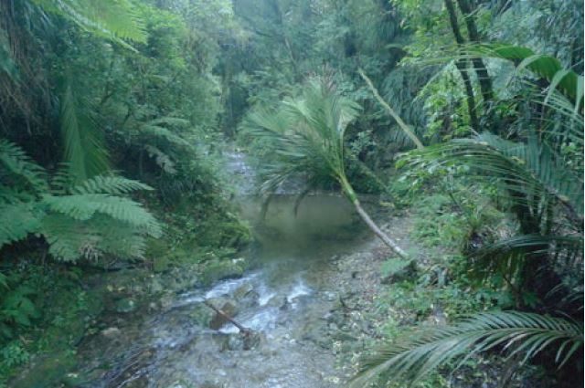 Nikau