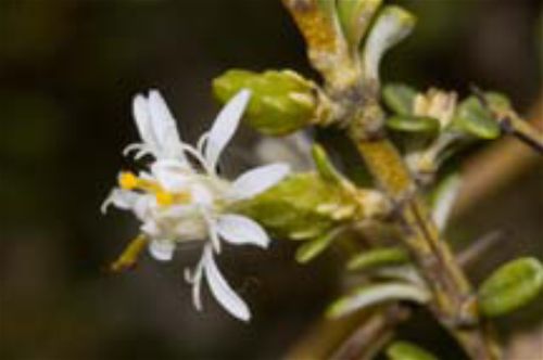 Olearia solandri